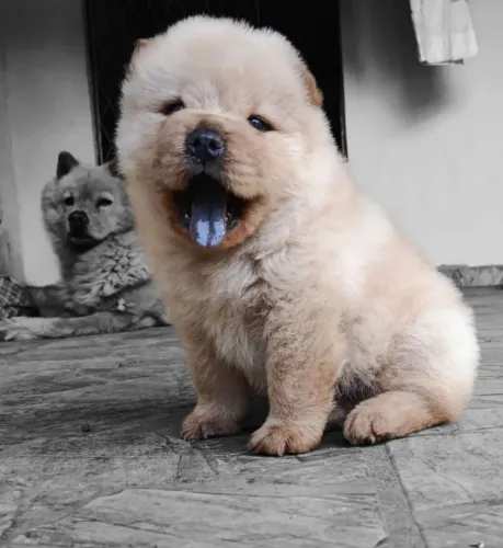 Filhote Chowchow Macho Creme Legítimo 