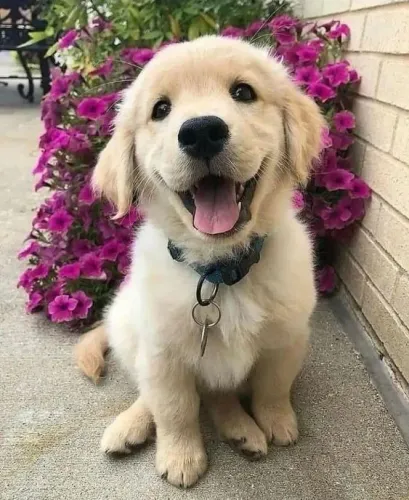 A Alegria do Golden Retriever 