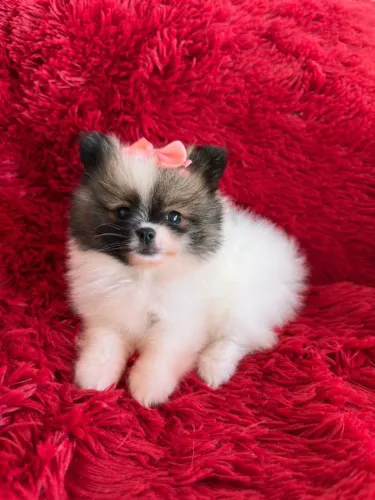 Spitz alemão com pedigree e garantia de saúde 