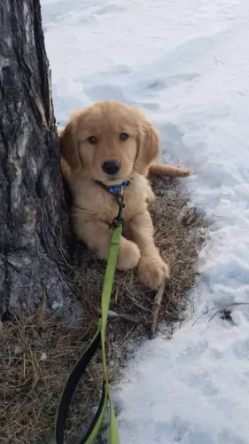 Golden Retriever Filhote o mais perfeito do nosso canil