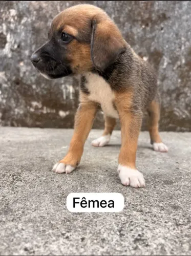 Doação de filhotes de cachorro