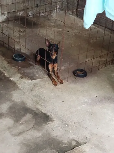 Pinscher 
