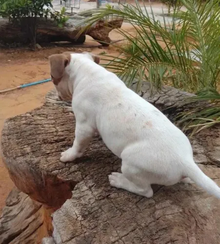 Brazilian Bull (Pitmonster)