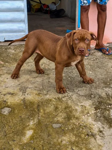 Pitbull monsther 