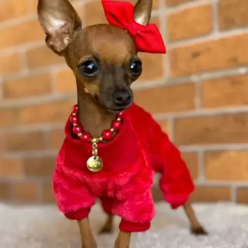 Pinscher/Pincher Baby Puro de Origem Macho e Fêmea Vacinados em SP
