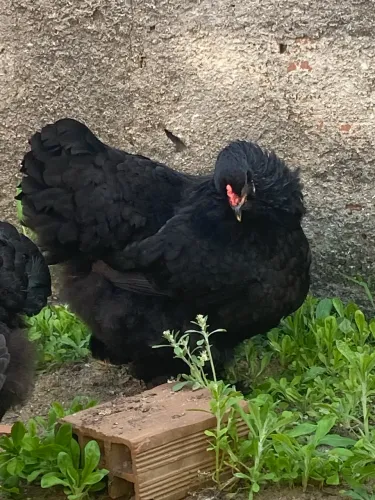 Dúzia de ovos de Brahma padrão excelente 