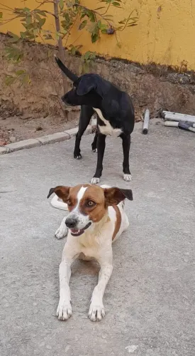 Doação de cachorra