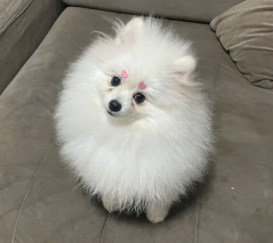 Ursinha Branca anã spitz uma verdadeira joia Rara!