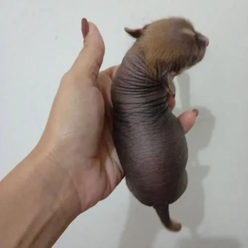 Cão de Crista Chinês Fêmea True Hairless