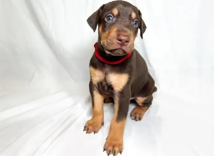 filhotes de dobermann macho 