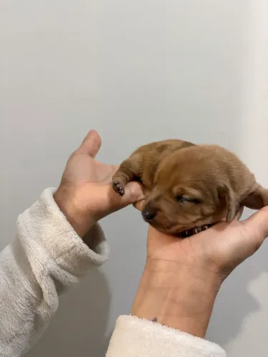 Filhotes de Salsicha Teckel Dachshund