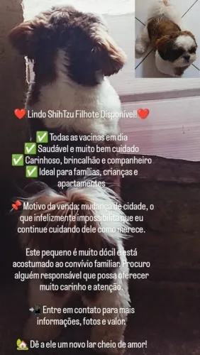 Cão puro da raça Shih tzu ler descrição na foto