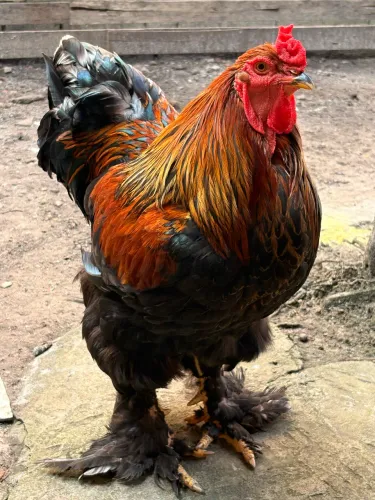 Galinha de raça Brahma light