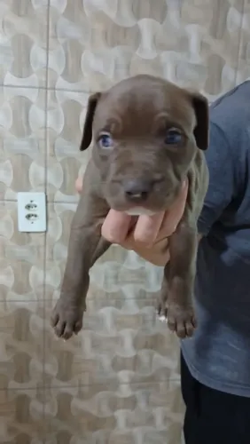 Pitbull 