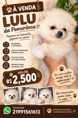 Vendo filhote de Lulu
