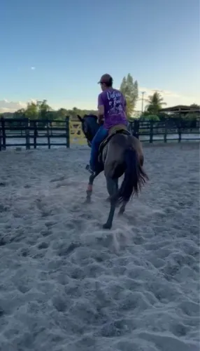 Cavalo de esteira quarto de milha QM
