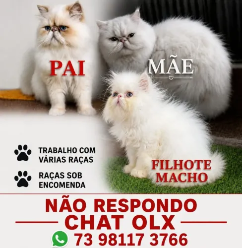 Gato persa Puro ( FAVOR LER ANUNCIO )