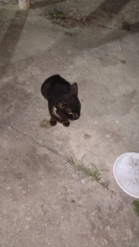 Doação de gato em situação de rua