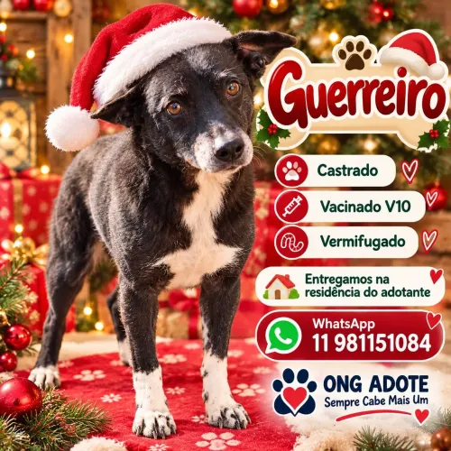 Adoçâo responsável