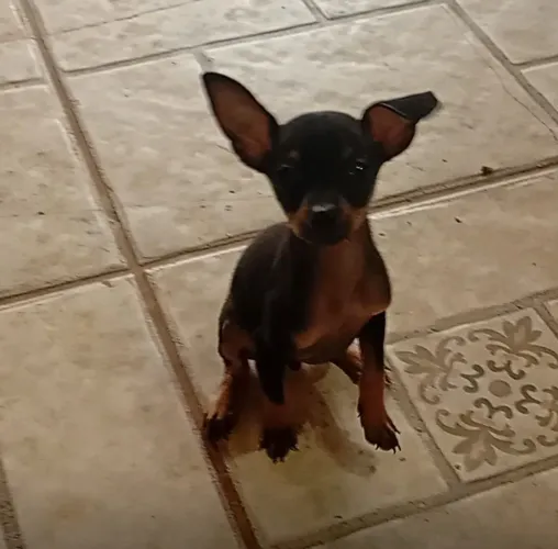 Filhotes de pinscher 1
