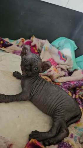 Sphynx Elf Filhotes - Gatil BSB Cat