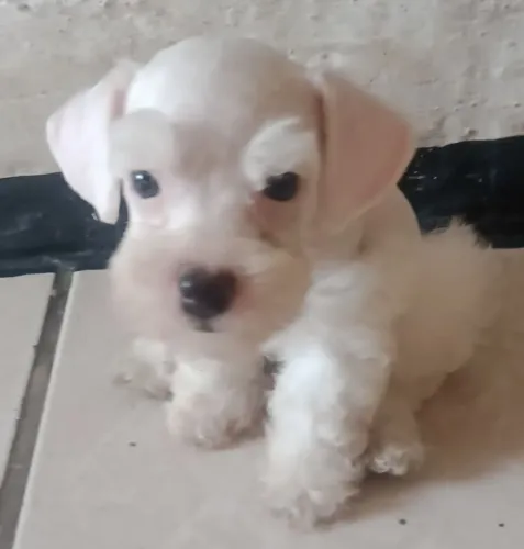 Schnauzer Miniatura casal