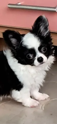 Lindos chihuahua vacinados pais com pedigree no local