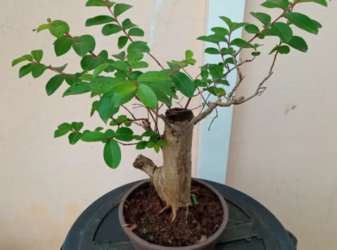 Pré bonsai de Resedá