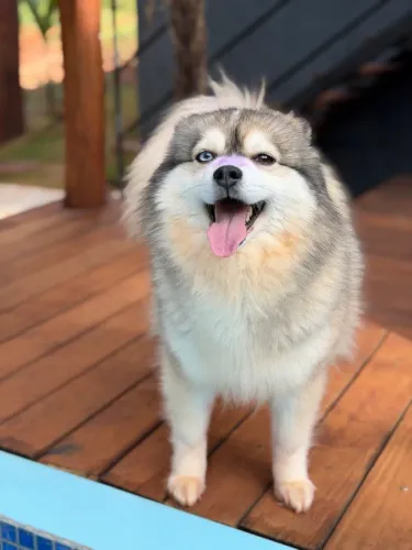Filhotes de Pomsky mini e outras racas
