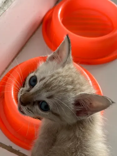 Adoção responsável gato