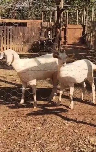 Cabra prenha