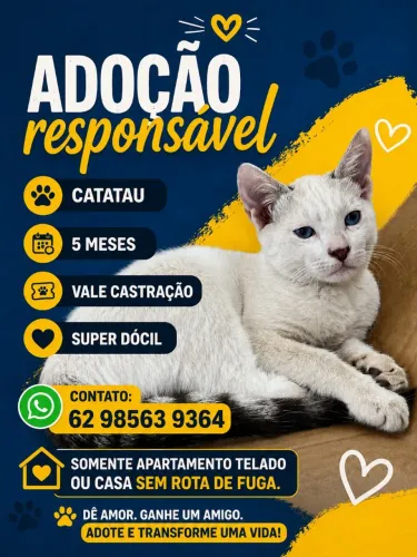 Adoção responsável de gato
