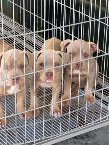 American Bully