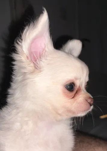 Filhote fêmea de chihuahua