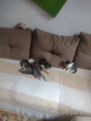 Doações de gatos