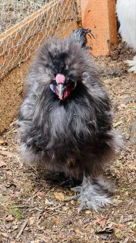 Galos Sedosa do Japão
