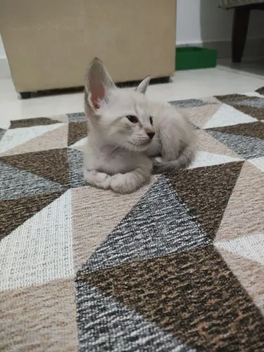 Doando fêmea 1 mês 