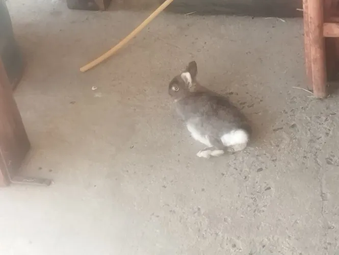 Doa-se mini coelho fêmea (já grávida)