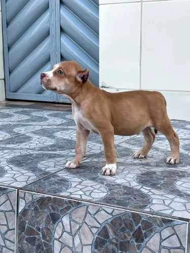 Filhote Pitmonster disponível