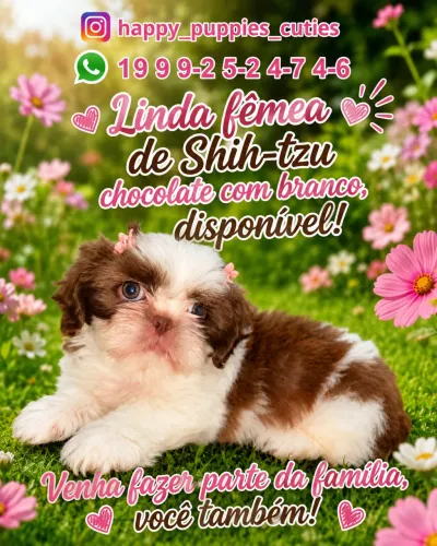 Shitzu fêmea