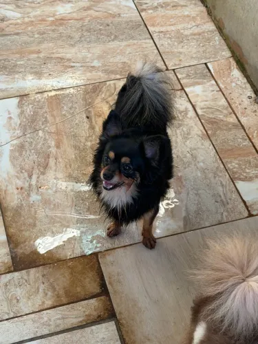 Machinho chihuahua adulto 1 ano e dois meses 