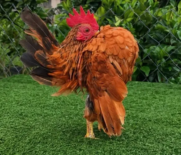 Galos Galinhas Franguinhos Serama, Menor Galinha do mundo, Galinha Pet. Apartir de 120,00.