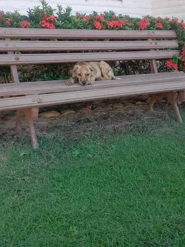 Cão filhote adoção 