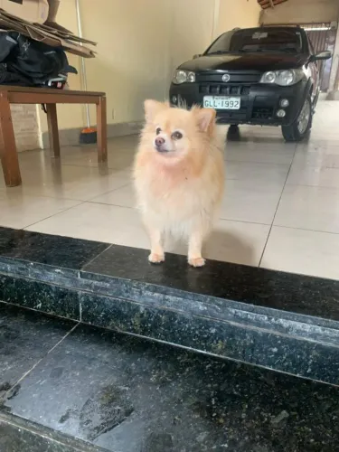 Animais  de estimação 