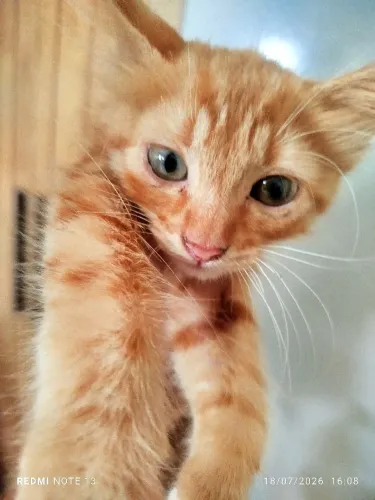 Gatinho filhote amarelo para doação