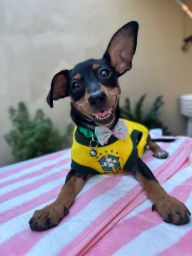 Pinscher 