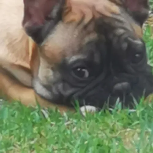 Bulldog francês macho caramelo