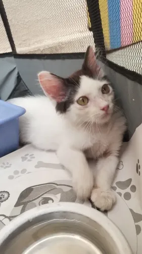 Gato filhote 2 meses. Macho
