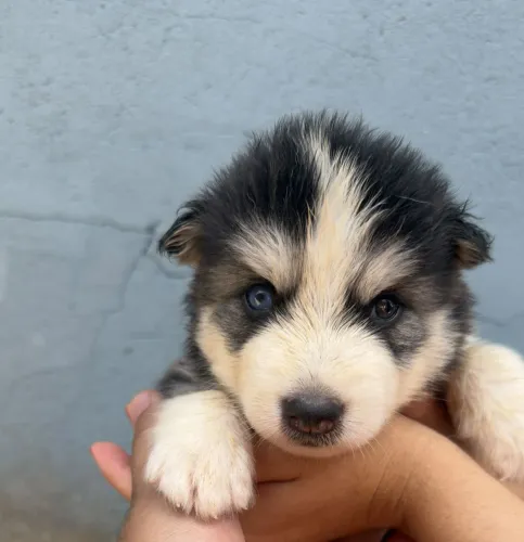 Filhotes de Husky Siberiano