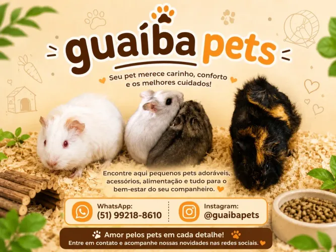 Porquinho da índia 
